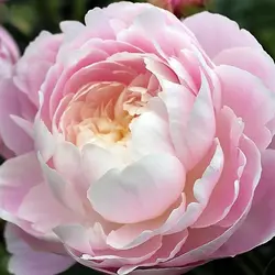 بودکور ست کاتر گلسازی 5 تایی پیونی 230029