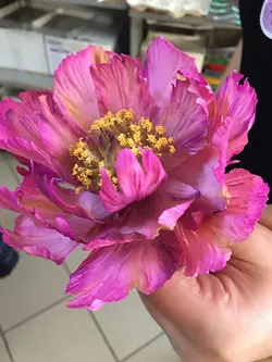 بودکور ست کاتر گلسازی 5 تایی گلبرگ پیونی 23009