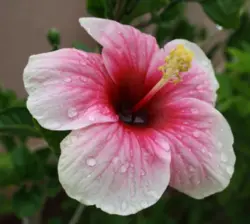 بودکور ست کاتر گلسازی 5 تایی گلبرگ کوکب 230015