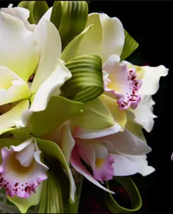 بودکور ست کاتر گلسازی ارکیده دنروبیوم 230078