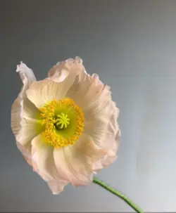 بودکور ست کاتر گلسازی شقایق 230041
