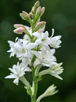 بودکور ست کاتر گلسازی گل مریم 230082