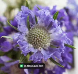 بودکور ست کاتر گلسازی مرکز اسکابیوس 230020