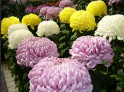 بودکور ست کاتر گلسازی مغزی داوودی 23004