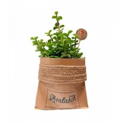 گیاه آپارتمانی خرفه مدل P.A.03