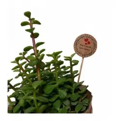 گیاه آپارتمانی خرفه مدل P.A.03