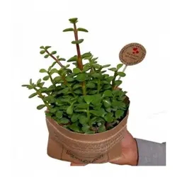 گیاه آپارتمانی خرفه مدل P.A.03