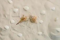 کاغذ دیواری  سالن ماساژ طرح صدف دریایی روی ماسه