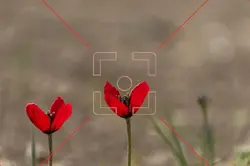 شقایق عاشق