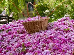 گل محمدی و گلاب‌گیری