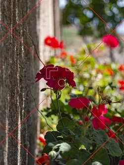 گل شمعدانی و دیوار کاهگلی