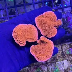 مونتی پورا نارنجی