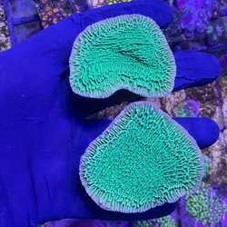 مونتی پورا سبز