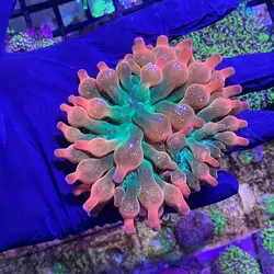 شقایق بابل رز گلد