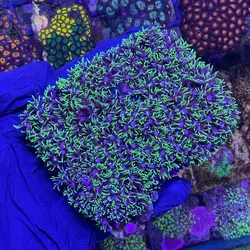 پلیپ استار سبز