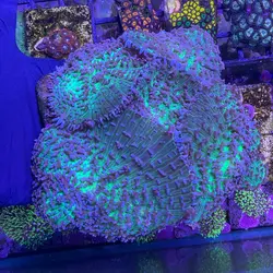 ماشروم جاینت کاپ