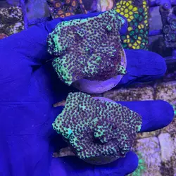 مونتی پورا پوششی