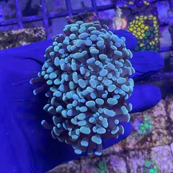 همر برنچینگ گلد