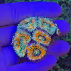 اپن برین نارنجی