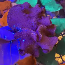 سارکوفیتون