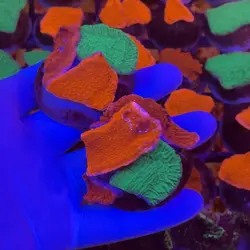 مونتی پورا میکس