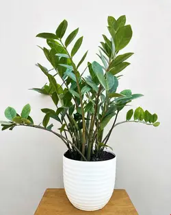 کود کامل (مایع) مخصوص گیاه زاموفیلیا