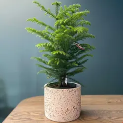 کود کامل (مایع) گیاه کاج مطبق