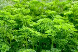 محلول غذایی جعفری فری هیدروپونیک