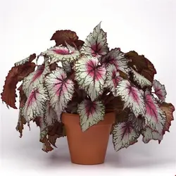 کود کامل (مایع) بگونیا رکس