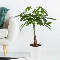 کود کامل پاجیرا (گیاه پول)