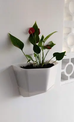 گلدان دیوار ی طرح ونوس 2 DECO