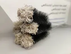 ارلن شور