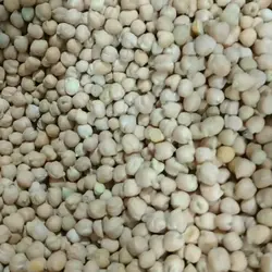 نخود بومی چهارمحال و بختیاری فدک (فله حداقل 5کیلو)