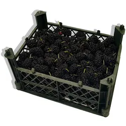 توت سیاه (بسته نیم کیلویی) - میوه کده