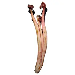 ریواس - میوه کده