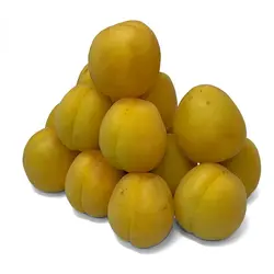 زردآلو پیش رس - میوه کده