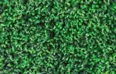 گرین وال پونه 50*50 سانتیمتر کد 9105