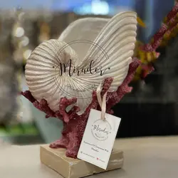 گلدان صدف پایه دار