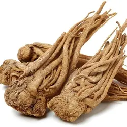 سنبل خطایی ( رومی )