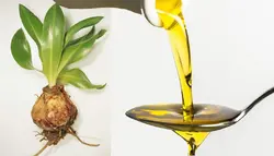 روغن پیاز عنصل ( سنتی اصل )