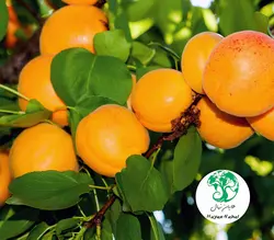 نهال زردآلو شکرپاره نهال زردآلو شکرپاره - هایان نهال