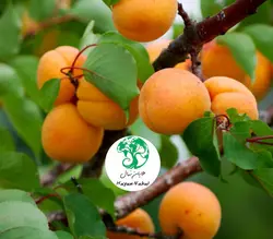 نهال زردآلو نصیری اصلاح شده نهال زردآلو نصیری - هایان نهال