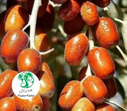نهال سنجد حاج حسینی نهال سنجد حاج حسینی - هایان نهال