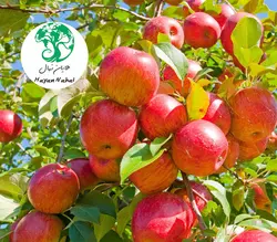 نهال سیب گلاب اصلاح شده وبا کیفیت نهال سیب گلاب - هایان نهال