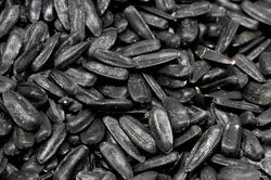 تخمه آفتابگردان شمشیری بو داده