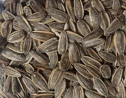 تخمه آفتابگردان آجیلی بو داده