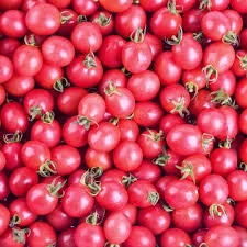 بذر گوجه فرنگی تخم مرغی