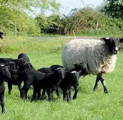 پاورپوينت پرورش دام