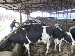 طرح توجیهی ایجاد مجتمع ها و شهرک های دام صنعتی (پرواری و شیری)