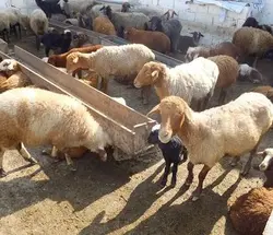 طرح توجیهی دام سنگین - پرواربندي دام به ظرفيت 100 رأس همراه با احداث جايگاه